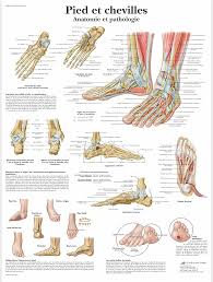 Modèle Anatomique 3B Scientific pour Chevilles en Plastifié