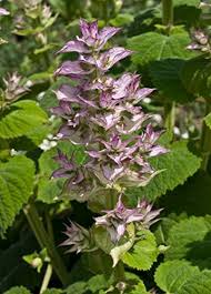 Sauge Sclarée - L'Allié Naturel pour Votre Bien-être