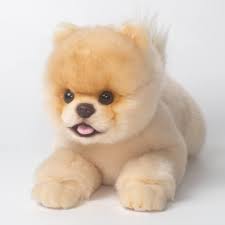 Peluche Chien Pomeranian CU MATE - Un compagnon adorable