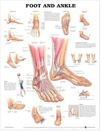 Affiche Anatomique du Pied et de la Cheville